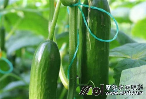 水溶肥正確用法 水溶肥正確用法