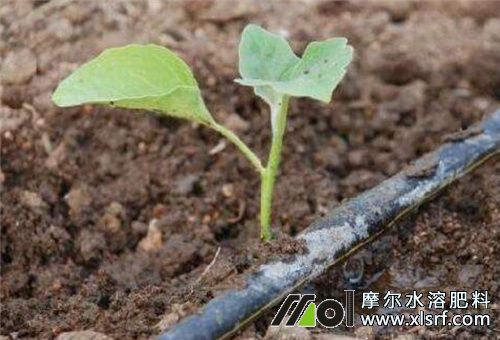 水溶肥使用禁忌 水溶肥使用禁忌