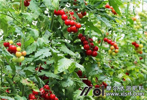 圣女果掛果期水溶肥 圣女果掛果期水溶肥