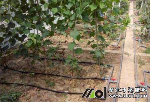 水溶性肥滴灌 水溶性肥滴灌