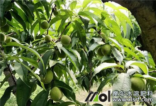 桃樹施肥選擇 桃樹施肥選擇