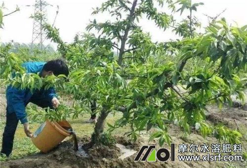 桃樹需肥規(guī)律 桃樹需肥規(guī)律