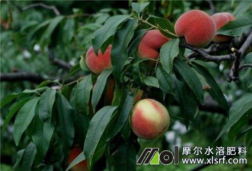 桃樹采果后施肥 桃樹采果后施肥