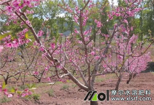 桃樹花前追肥 桃樹花前追肥