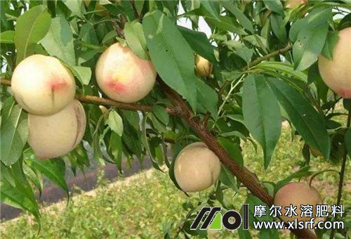 桃樹壯果期施肥 桃樹壯果期施肥