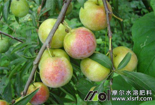 水溶肥能否代替農(nóng)家肥 水溶肥能否代替農(nóng)家肥