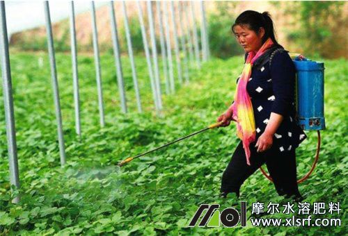 水溶肥能否代替農(nóng)家肥 水溶肥能否代替農(nóng)家肥