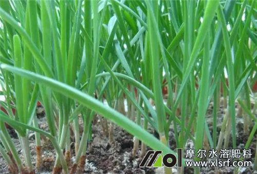 韭菜種植行株距 韭菜種植行株距
