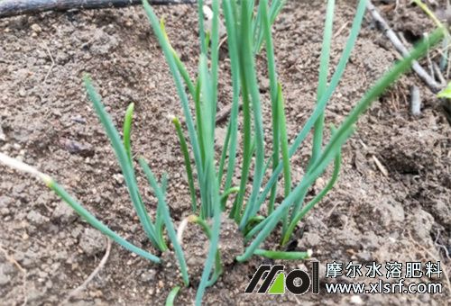 韭菜幼苗期追肥 韭菜幼苗期追肥