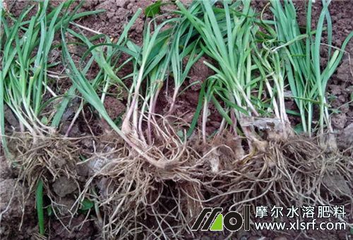 韭菜移栽后用肥 韭菜移栽后用肥