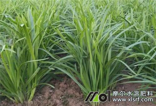 韭菜施肥 韭菜施肥