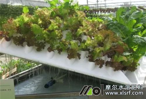 水培營(yíng)養(yǎng)液 水培營(yíng)養(yǎng)液