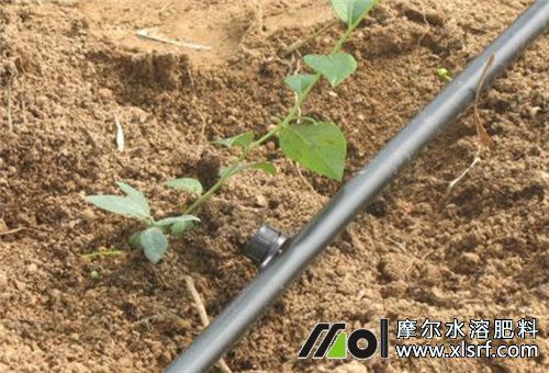 水溶肥使用方式 水溶肥使用方式