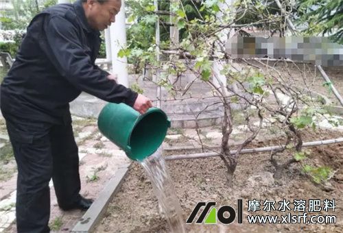 葡萄養(yǎng)根施肥頻次 葡萄養(yǎng)根施肥頻次