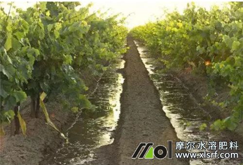 葡萄養(yǎng)根施肥頻次 葡萄養(yǎng)根施肥頻次