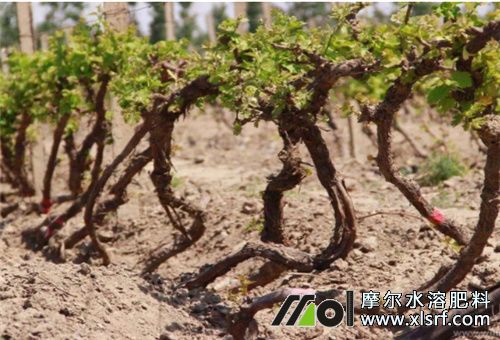 葡萄養(yǎng)根施肥 葡萄養(yǎng)根施肥