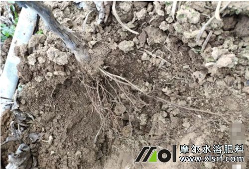 葡萄養(yǎng)根施肥 葡萄養(yǎng)根施肥