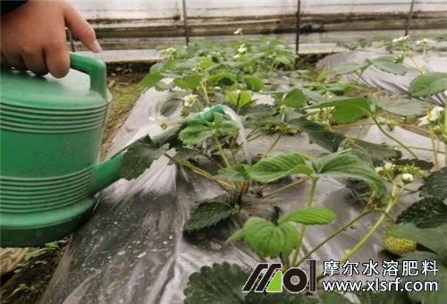 菌肥好處特點(diǎn) 菌肥好處特點(diǎn)