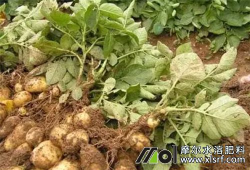 蔬菜用肥選擇 蔬菜用肥選擇