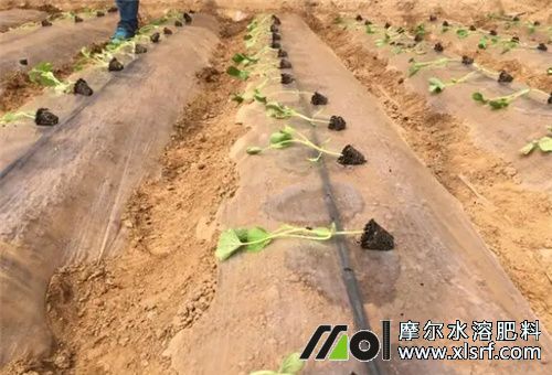 蔬菜用肥選擇 蔬菜用肥選擇