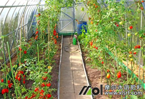 蔬菜水溶肥噴還是灌 蔬菜水溶肥噴還是灌