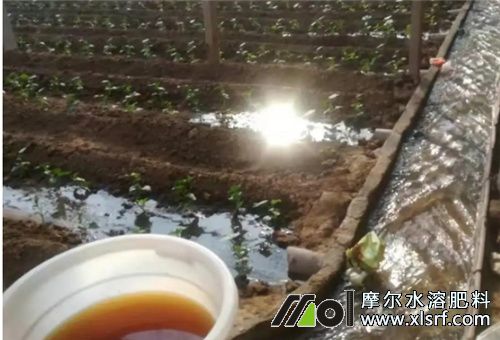 大量元素水肥用法 大量元素水肥用法
