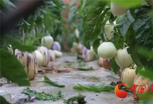 人參果膨大方法 人參果膨大方法