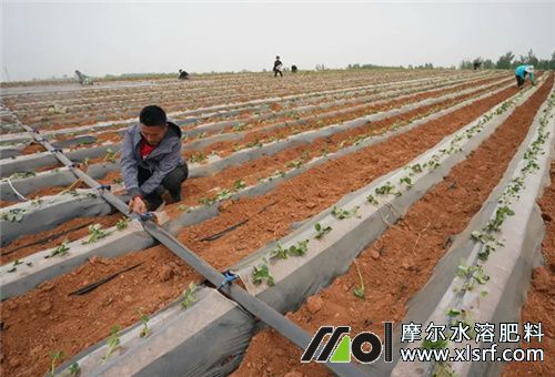 紅薯滴灌水溶肥選擇 紅薯滴灌水溶肥選擇