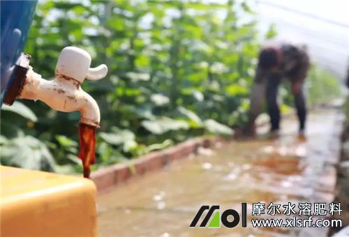 水溶肥沖施 水溶肥沖施