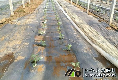 大量元素水溶肥沖施 大量元素水溶肥沖施