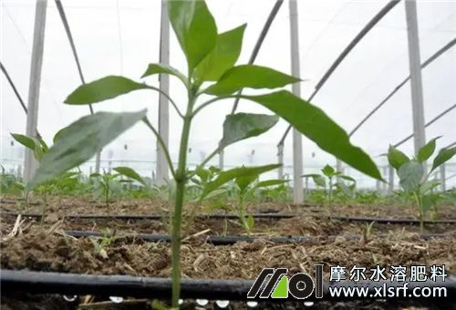 水溶肥適用范圍 水溶肥適用范圍