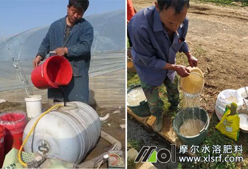 水溶肥受歡迎原因 水溶肥受歡迎原因