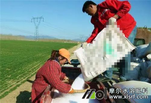 水溶肥正確用法 水溶肥正確用法