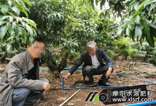 種荔枝追肥 種荔枝追肥