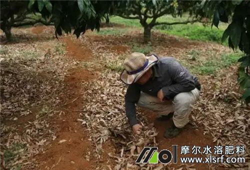 荔枝采后施肥 荔枝采后施肥