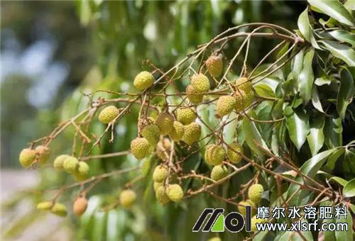 荔枝壯果期施肥 荔枝壯果期施肥