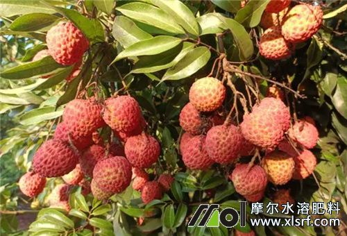 種植荔枝有用水溶肥嗎 種植荔枝有用水溶肥嗎