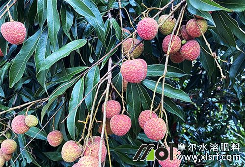 種植荔枝有用水溶肥嗎 種植荔枝有用水溶肥嗎