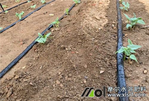 有機(jī)水溶肥滴灌 有機(jī)水溶肥滴灌