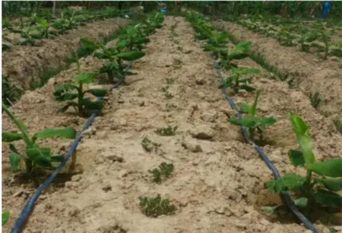 高溫天氣水溶肥選擇 高溫天氣水溶肥選擇