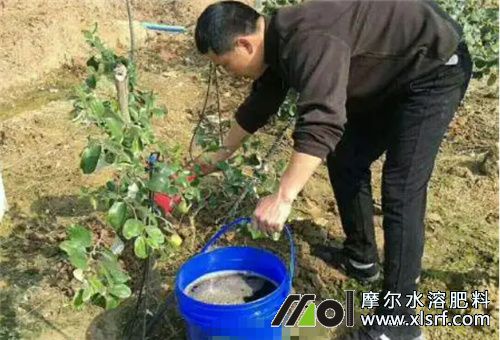 海藻和魚蛋白水溶肥選擇 海藻和魚蛋白水溶肥選擇