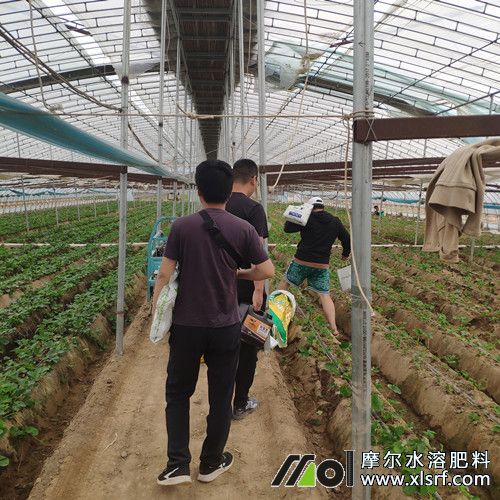 為種植戶介紹新型草莓肥料 為種植戶介紹新型草莓肥料