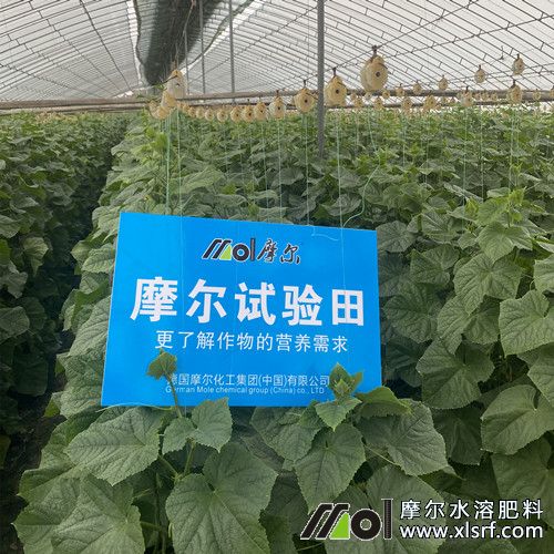 大棚黃瓜使用摩爾肥料效果 大棚黃瓜使用摩爾肥料效果