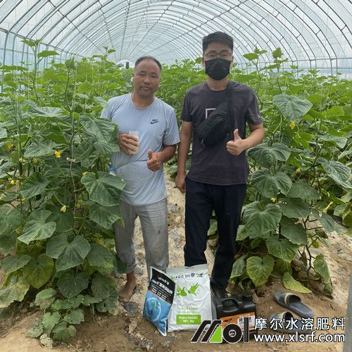 大棚黃瓜使用摩爾肥料效果2 大棚黃瓜使用摩爾肥料效果2