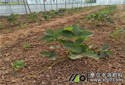 草莓苗不長原因 草莓苗不長原因