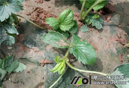 草莓苗不長原因 草莓苗不長原因