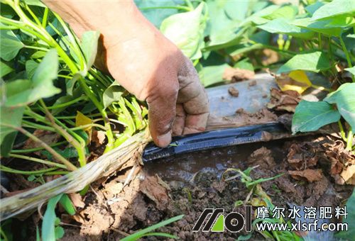 紅薯膨大拉長滴灌施肥 紅薯膨大拉長滴灌施肥
