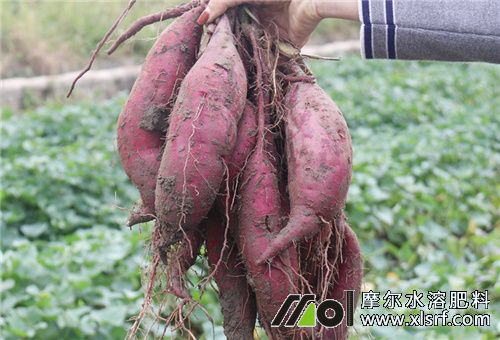 紅薯膨大拉長方法 紅薯膨大拉長方法