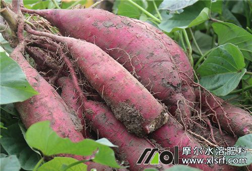 紅薯膨大拉長方法 紅薯膨大拉長方法