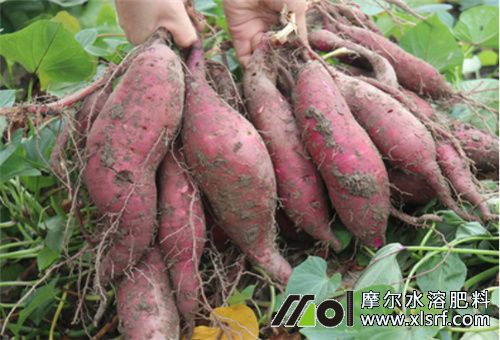 紅薯種植 紅薯種植